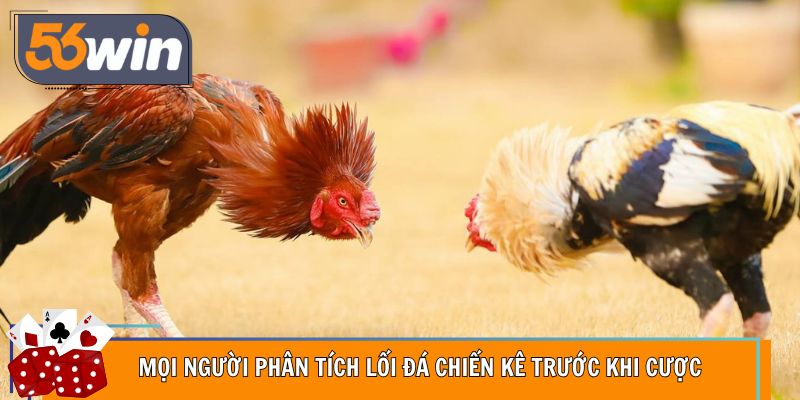 Mọi người phân tích lối đá chiến kê trước khi cược