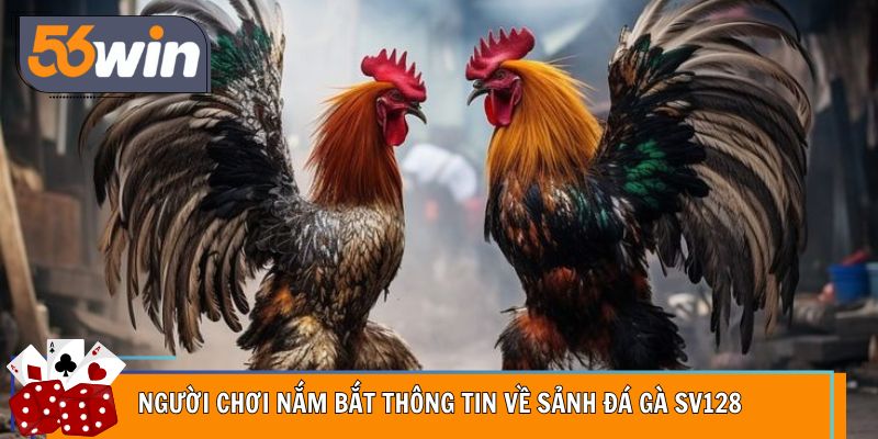 Người chơi nắm bắt thông tin về sảnh đá gà SV128