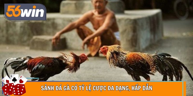 Sảnh đá gà có tỷ lệ cược đa dạng, hấp dẫn